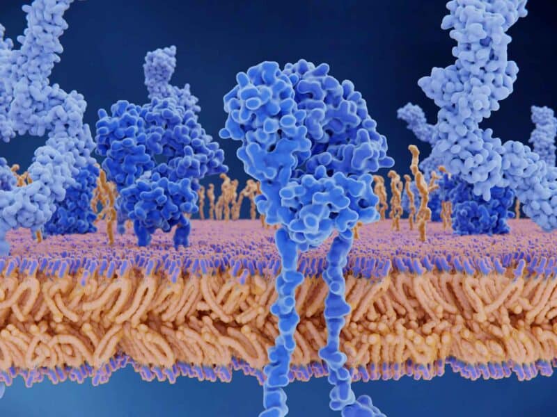 Is Peptide Therapy a Miracle Cure?