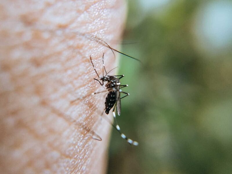 How To Relieve the Itch from A Bug Bite