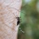 How To Relieve the Itch from A Bug Bite